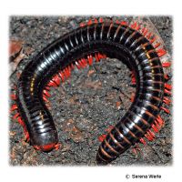 Red-legged Millipede (Epibolus pulchripes)