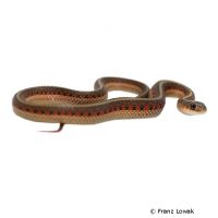 Red-sided Garter Snake (Thamnophis sirtalis parietalis)