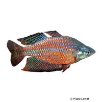 Red-striped Rainbowfish (Melanotaenia rubrostriata)