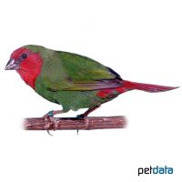 Red-throated Parrotfinch (Erythrura psittacea)