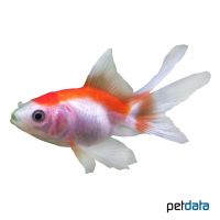 Red-white Fantail Goldfish (Carassius auratus auratus)