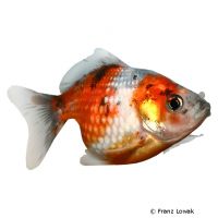 Red-white Pearlscale Goldfish (Carassius auratus auratus)