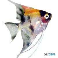 Redback Koi Angelfish (Pterophyllum scalare var.)