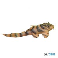 Redstripe Pleco L397 (Panaqolus sp. 'L397')