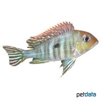 Redstriped Eartheater (Geophagus surinamensis)