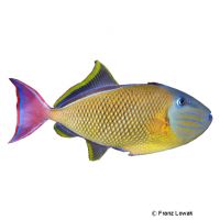 Redtail Triggerfish (Xanthichthys mento)
