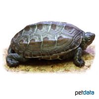 Reeves’ Turtle (Mauremys reevesii)