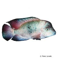 Regan's Cichlid (Maskaheros regani)