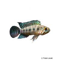 Regan's Dwarf Cichlid (Apistogramma regani)