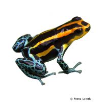 Reticulated Poison Frog (Ranitomeya ventrimaculata)