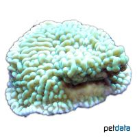 Rice Coral (SPS) (Montipora verrucosa)