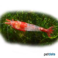 Rili Shrimp (Neocaridina sp. 'Rili')