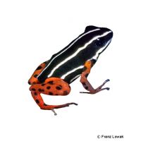 Rio Madeira Poison Frog (Adelphobates quinquevittatus)