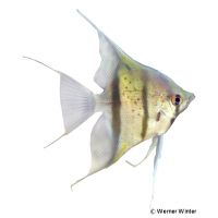 Rio Nanay Angelfish (Pterophyllum scalare 'Rio Nanay')