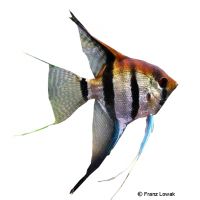 Rio Negro Angelfish (Pterophyllum scalare 'Rio Negro')