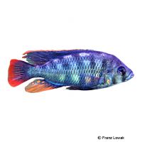 Rock Kribensis (Haplochromis sauvagei)