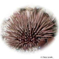 Rock-boring Urchin (Echinometra mathaei)
