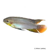 Roloff's Krib (Pelvicachromis roloffi)