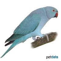 Rose-ringed Parakeet Blue (Psittacula krameri)