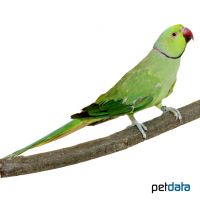 Rose-ringed Parakeet Green (Psittacula krameri)