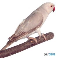 Rose-ringed Parakeet Grey (Psittacula krameri)