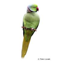 Rose-ringed Parakeet (Psittacula krameri)