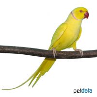 Rose-ringed Parakeet Yellow (Psittacula krameri)