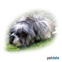 Rosettes Long-haired Guinea Pig (Cavia porcellus 'Rosettes Long-hair')