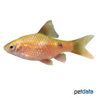 Rosy Barb Gold Diamond (Pethia conchonius 'Gold Diamond')