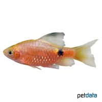 Rosy Barb Gold Diamond-Veil (Pethia conchonius 'Gold Diamond-Veil')