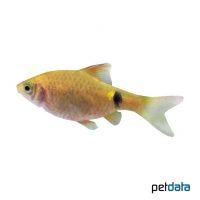 Rosy Barb Gold (Pethia conchonius 'Gold')