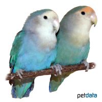 Rosy-faced Lovebird Blue (Agapornis roseicollis 'Blue')