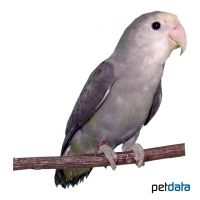 Rosy-faced Lovebird Mauve (Agapornis roseicollis 'Mauve')