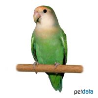 Rosy-faced Lovebird Olive (Agapornis roseicollis 'Olive')