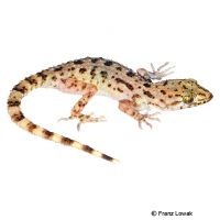 Rough Bent-toed Gecko (Cyrtopodion scabrum)