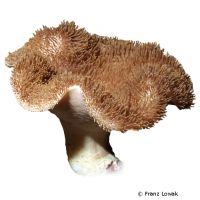 Rough Leather Coral (Sarcophyton glaucum)