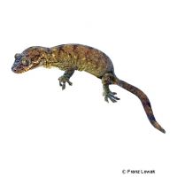 Rough-snouted Giant Gecko (Rhacodactylus trachyrhynchus)