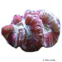 Round Brain Coral (LPS) (Trachyphyllia geoffroyi)