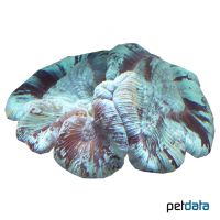 Round Brain Coral Blue (LPS) (Trachyphyllia geoffroyi)