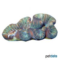 Round Brain Coral Blue-Green (LPS) (Trachyphyllia geoffroyi)