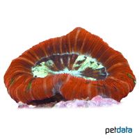 Round Brain Coral Blue Orange-Green (LPS) (Trachyphyllia geoffroyi)