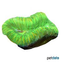 Round Brain Coral Green (LPS) (Trachyphyllia geoffroyi)