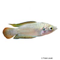 Roundtail Paradise Fish (Macropodus ocellatus)