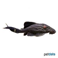 Royal Pleco (Panaque nigrolineatus)