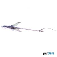 Royal Twig Catfish (Sturisomatichthys panamense)