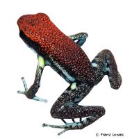 Ruby Poison Frog (Ameerega parvula)