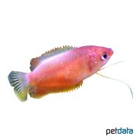 Ruby-red Thicklip Gourami (Trichogaster labiosa 'Ruby-red')