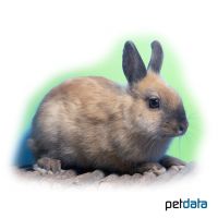 Russian Rabbit (Oryctolagus cuniculus f. dom. 'Russian')