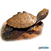 Sabine Map Turtle (Graptemys ouachitensis sabinensis)