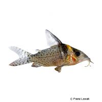 Saddle Cory (Corydoras ephippifer)